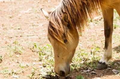 Pferd mit Leinsamen füttern